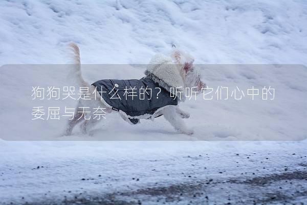 狗狗哭是什么样的？听听它们心中的委屈与无奈