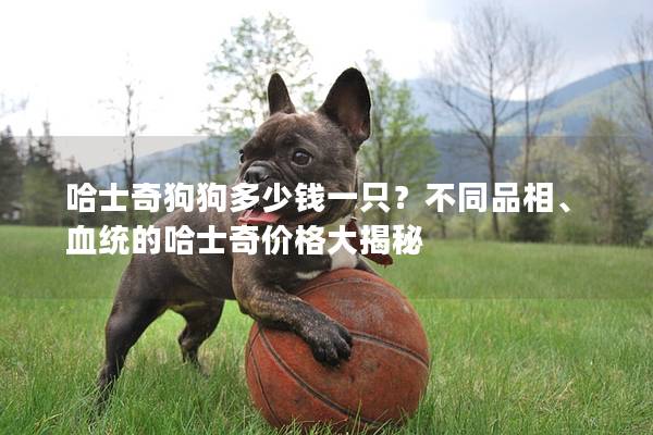 哈士奇狗狗多少钱一只？不同品相、血统的哈士奇价格大揭秘