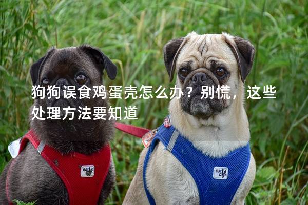 狗狗误食鸡蛋壳怎么办？别慌，这些处理方法要知道
