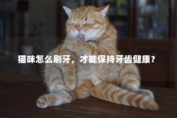 猫咪怎么刷牙，才能保持牙齿健康？