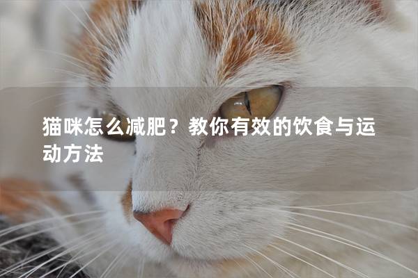 猫咪怎么减肥？教你有效的饮食与运动方法