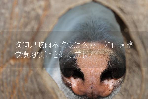狗狗只吃肉不吃饭怎么办，如何调整饮食习惯让它健康成长？