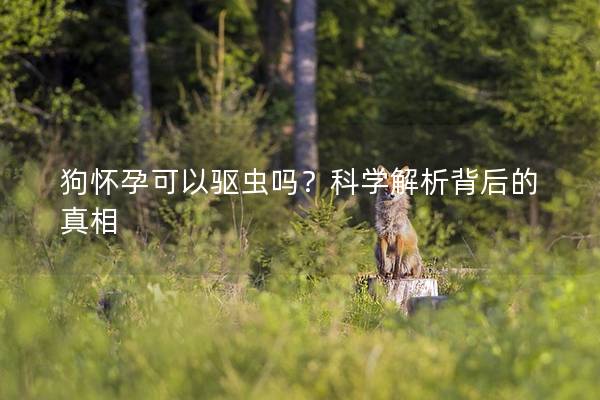 狗怀孕可以驱虫吗？科学解析背后的真相