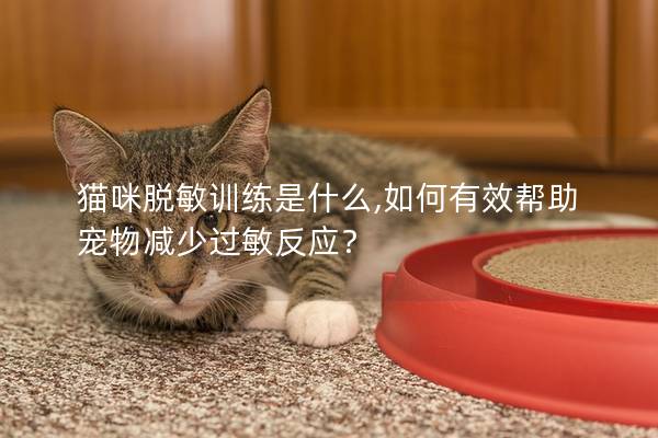 猫咪脱敏训练是什么,如何有效帮助宠物减少过敏反应？
