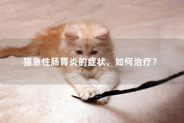 猫急性肠胃炎的症状，如何治疗？