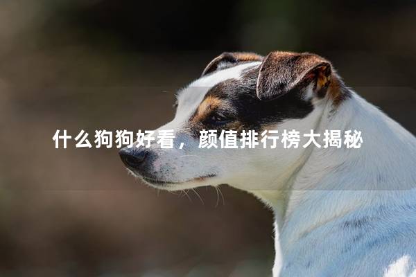 什么狗狗好看，颜值排行榜大揭秘