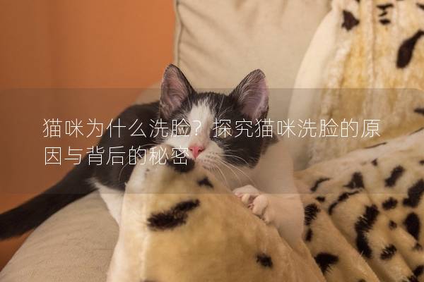 猫咪为什么洗脸？探究猫咪洗脸的原因与背后的秘密