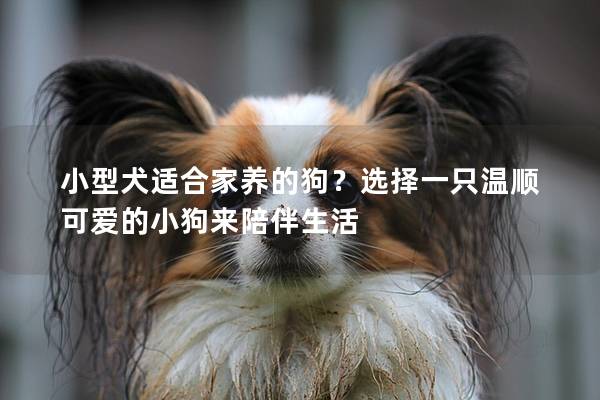 小型犬适合家养的狗？选择一只温顺可爱的小狗来陪伴生活