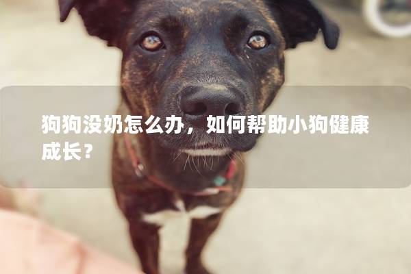 狗狗没奶怎么办，如何帮助小狗健康成长？