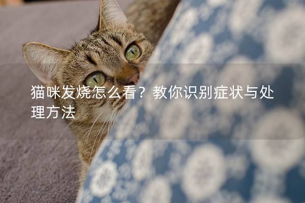 猫咪发烧怎么看？教你识别症状与处理方法
