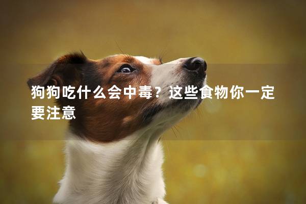 狗狗吃什么会中毒？这些食物你一定要注意