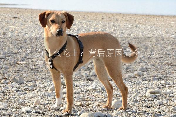 狗狗为什么吃土？背后原因揭晓，宠主需警惕