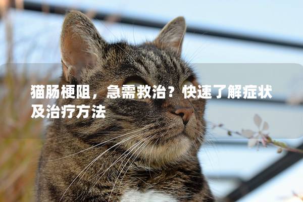 猫肠梗阻，急需救治？快速了解症状及治疗方法