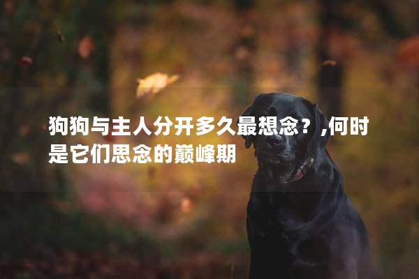 狗狗与主人分开多久最想念？,何时是它们思念的巅峰期