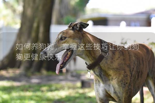 如何养狗狗，掌握这些技巧让你的狗狗更健康快乐