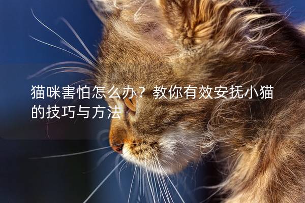 猫咪害怕怎么办？教你有效安抚小猫的技巧与方法