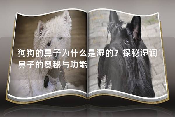 狗狗的鼻子为什么是湿的？探秘湿润鼻子的奥秘与功能