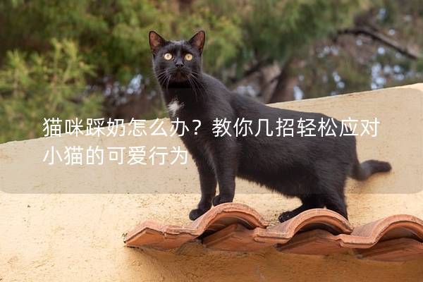猫咪踩奶怎么办？教你几招轻松应对小猫的可爱行为