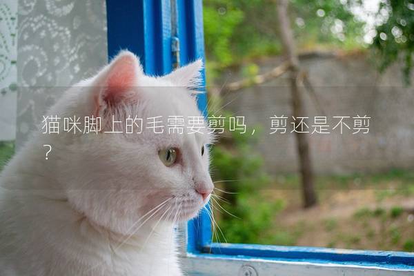 猫咪脚上的毛需要剪吗，剪还是不剪？