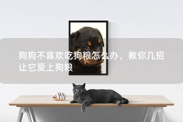 狗狗不喜欢吃狗粮怎么办，教你几招让它爱上狗粮