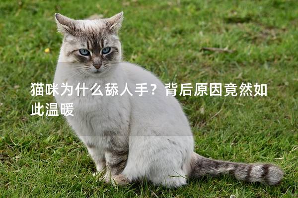 猫咪为什么舔人手？背后原因竟然如此温暖