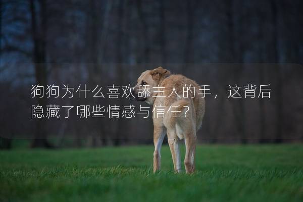 狗狗为什么喜欢舔主人的手，这背后隐藏了哪些情感与信任？