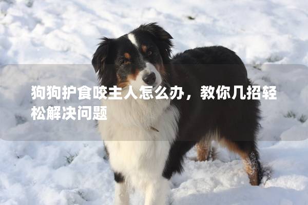 狗狗护食咬主人怎么办，教你几招轻松解决问题