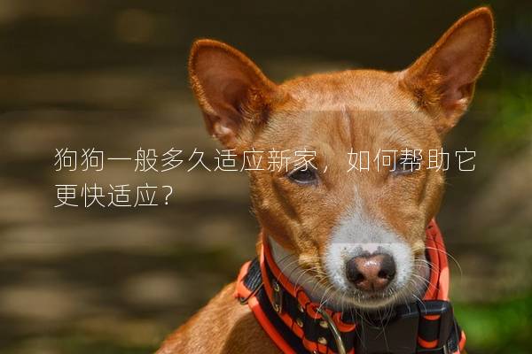 狗狗一般多久适应新家，如何帮助它更快适应？