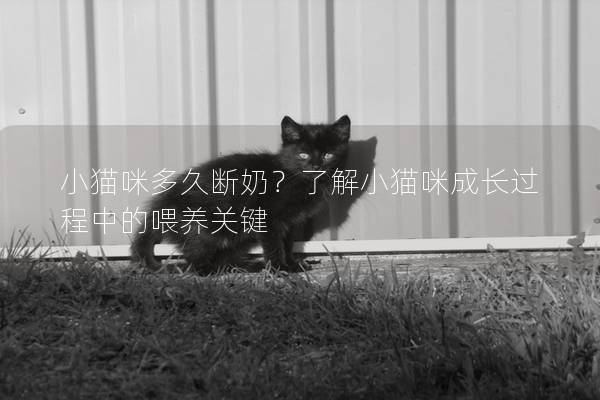 小猫咪多久断奶？了解小猫咪成长过程中的喂养关键