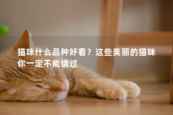 猫咪什么品种好看？这些美丽的猫咪你一定不能错过