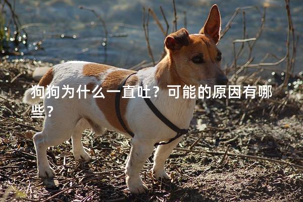 狗狗为什么一直吐？可能的原因有哪些？