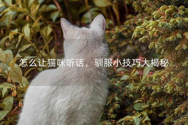 怎么让猫咪听话，驯服小技巧大揭秘