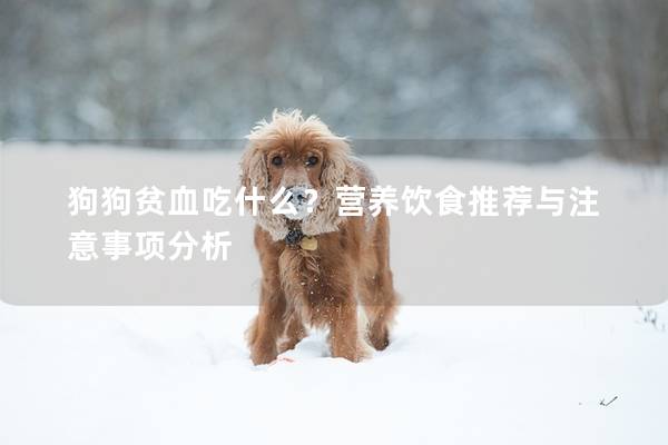狗狗贫血吃什么？营养饮食推荐与注意事项分析