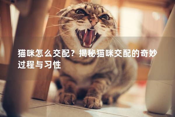 猫咪怎么交配？揭秘猫咪交配的奇妙过程与习性