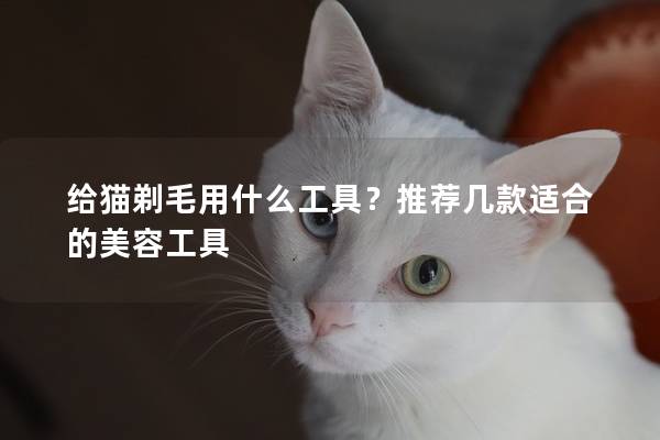 给猫剃毛用什么工具？推荐几款适合的美容工具