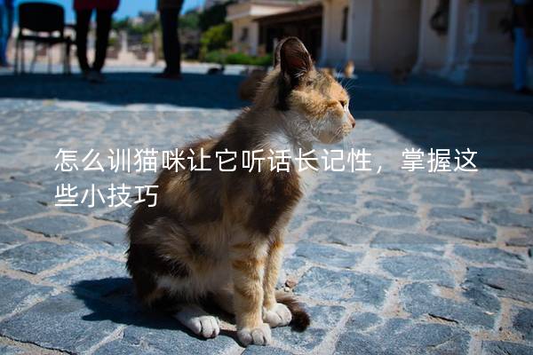 怎么训猫咪让它听话长记性，掌握这些小技巧