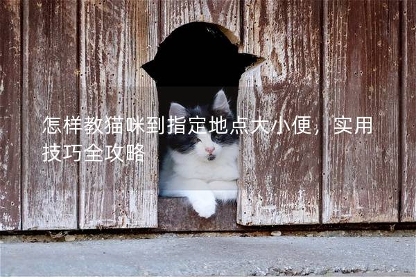 怎样教猫咪到指定地点大小便，实用技巧全攻略