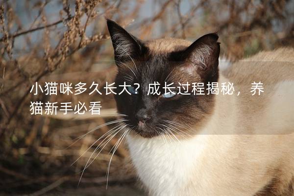 小猫咪多久长大？成长过程揭秘，养猫新手必看
