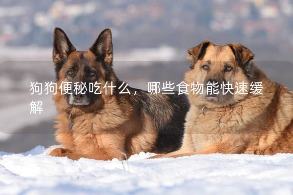 狗狗便秘吃什么，哪些食物能快速缓解