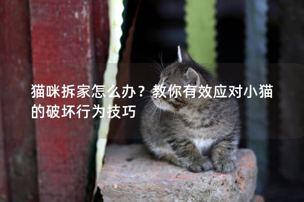 猫咪拆家怎么办？教你有效应对小猫的破坏行为技巧
