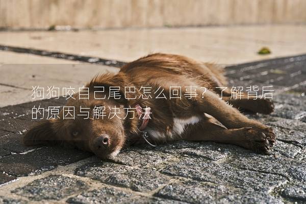 狗狗咬自己尾巴怎么回事？了解背后的原因与解决方法