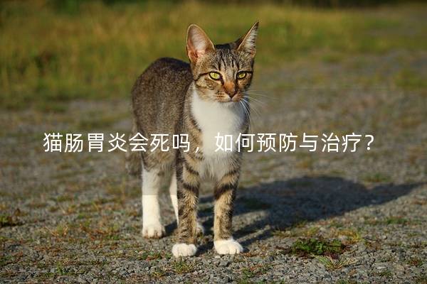 猫肠胃炎会死吗，如何预防与治疗？