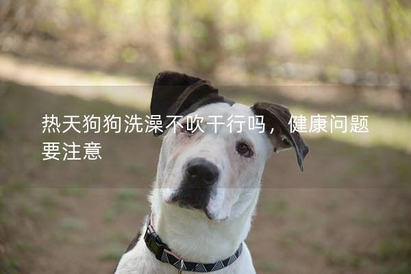 热天狗狗洗澡不吹干行吗，健康问题要注意