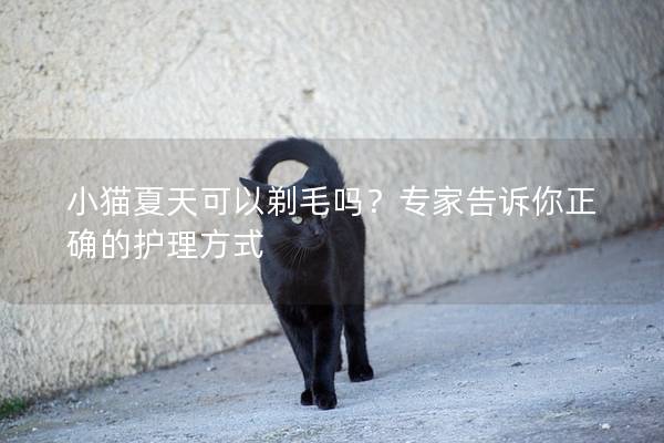 小猫夏天可以剃毛吗？专家告诉你正确的护理方式