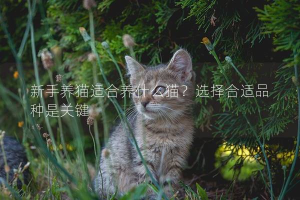 新手养猫适合养什么猫？选择合适品种是关键