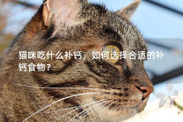 猫咪吃什么补钙，如何选择合适的补钙食物？