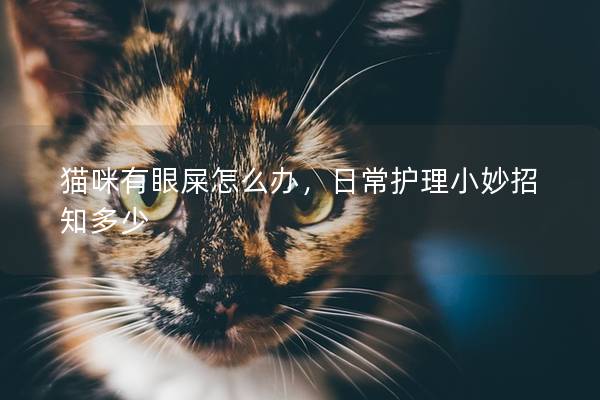 猫咪有眼屎怎么办，日常护理小妙招知多少