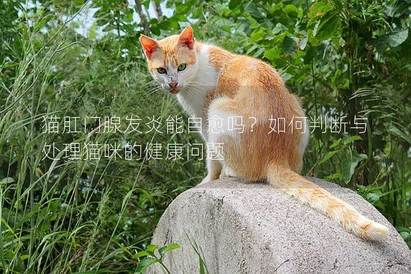 猫肛门腺发炎能自愈吗？如何判断与处理猫咪的健康问题