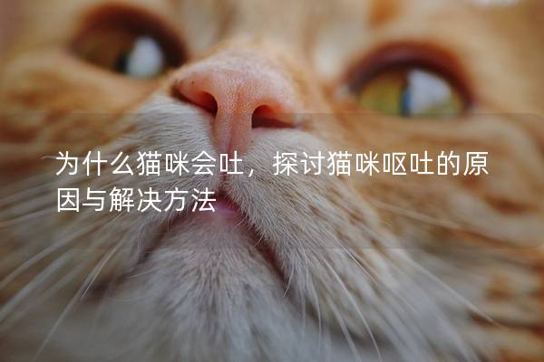 为什么猫咪会吐，探讨猫咪呕吐的原因与解决方法