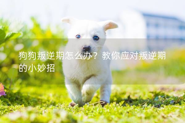 狗狗叛逆期怎么办？教你应对叛逆期的小妙招